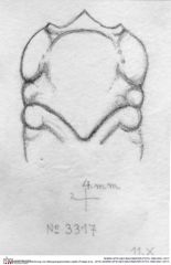 Historische Skizze/Zeichnung von Mesoparapylocheles zapfei (Fraaije et al., 2019) (NHMW-AFW-GEO-BACHMAYER-FOTO-1990-0041-3317)